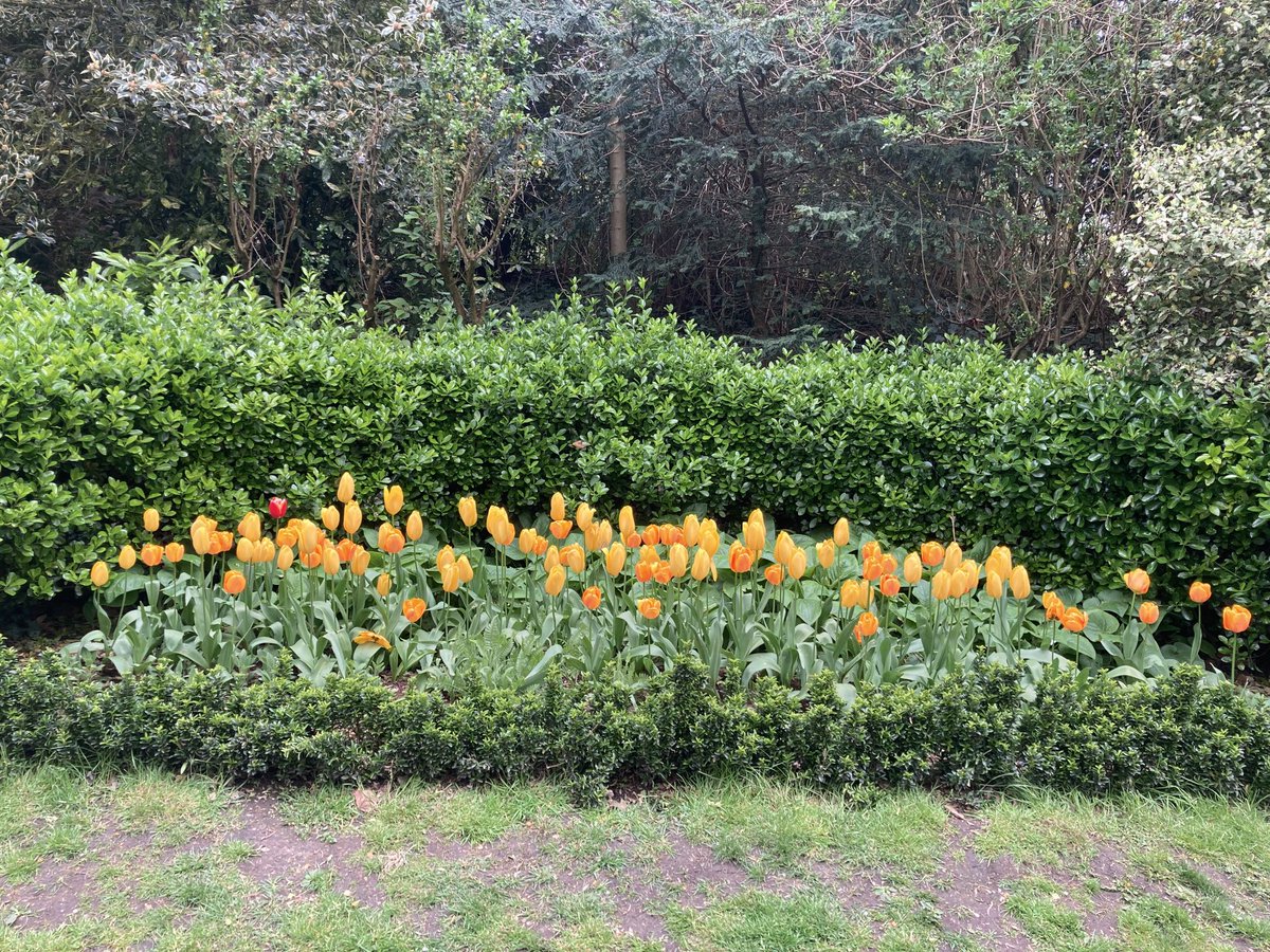 #tulip extravaganza planted along the hedgerow at St Joseph’s entrance by #friendsofwaterlowpark volunteers. Thank-you!
#springflowers #londonparks #bankhols