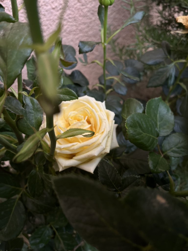 نصف الثقة بالنفس  : عدم المقارنة مع الاخرين ، 
ونصف الراحة : عدم التدخل في شؤونهم ، ونصف الحكمة : الصمت ,