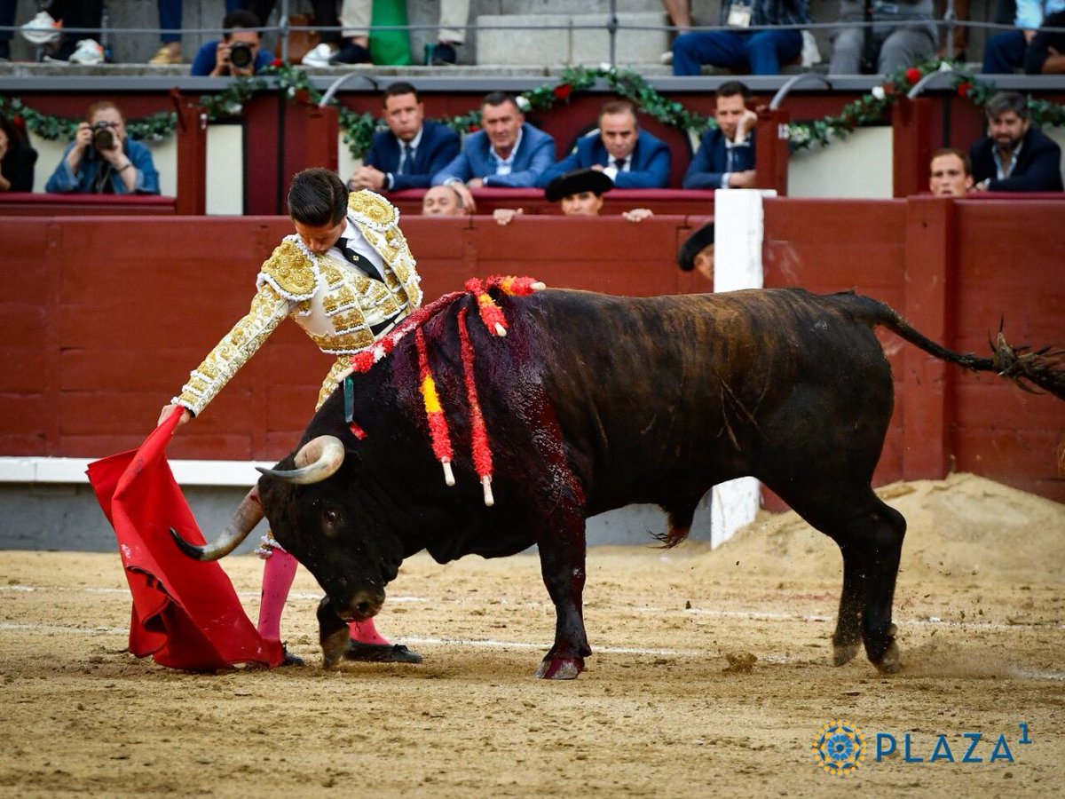 Así de sería fue la buena novillada de Gabriel Rojas lidiada ayer en Madrid, por encima de la terna vuelve a lucir un punto de referencia del encaste Núñez, juego y presentación, solo faltó torear y un poco más de bagaje para solventar semejante papeleta.
