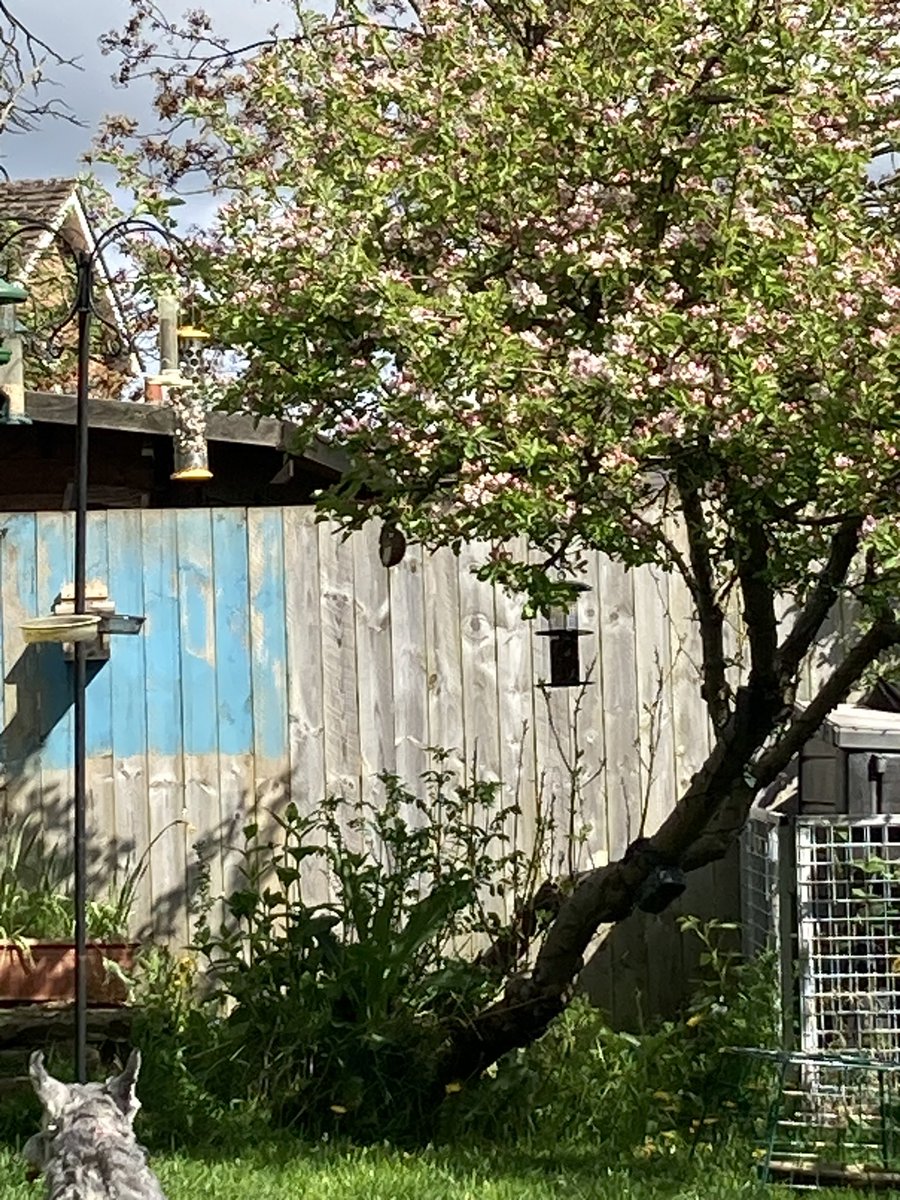 Concordmoose's tweet image. Great colours &amp;amp; shadows in garden break from letter writing re hard stuff (about ‘being Stage 4’). Reflecting how nature doesn’t have ‘stages’ except for those WE put on it. When did the tulip start flowering? Opens &amp;amp; closes in response to sun in own ⏱️#naturespatterns #melanoma