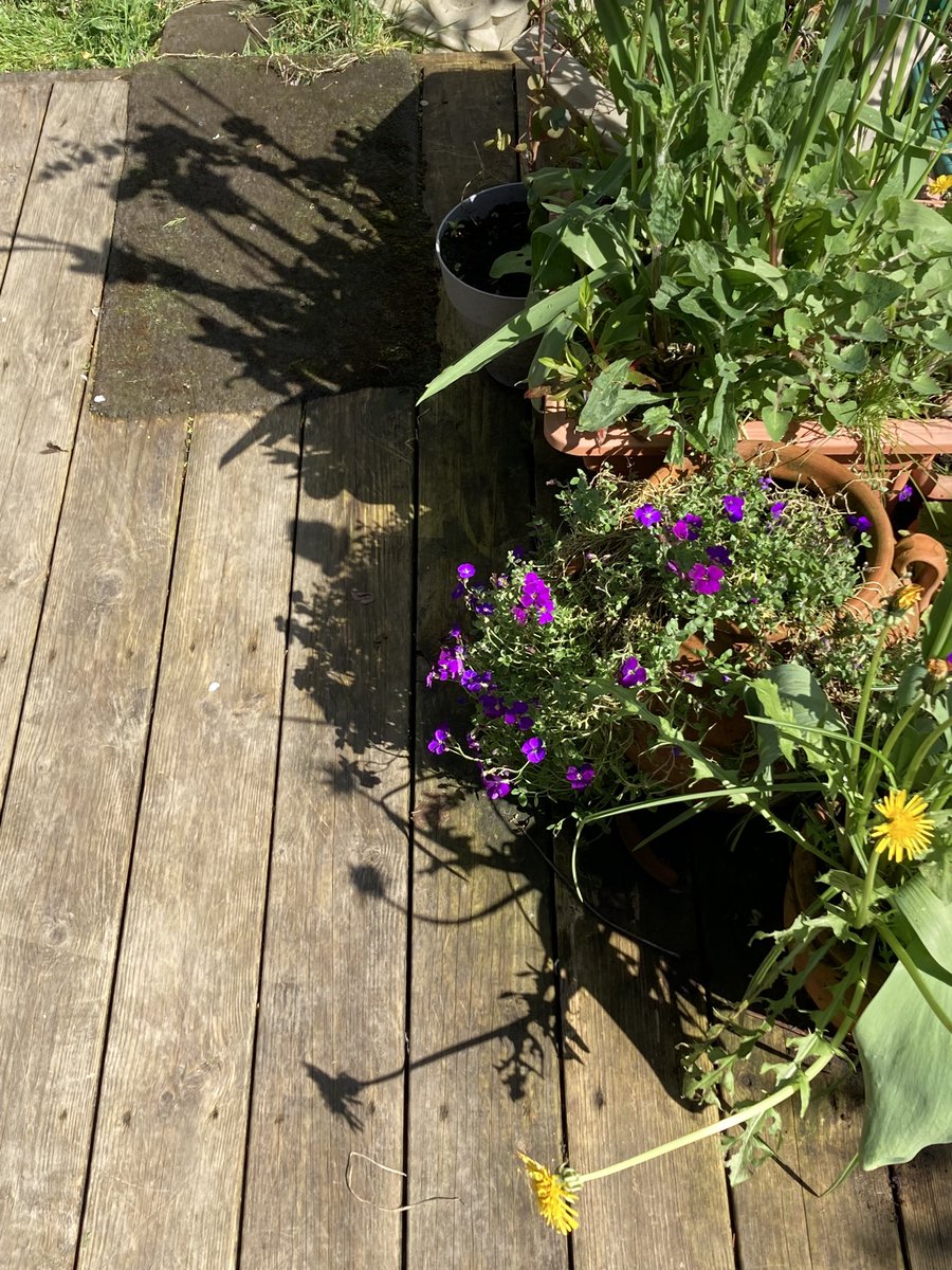 Concordmoose's tweet image. Great colours &amp;amp; shadows in garden break from letter writing re hard stuff (about ‘being Stage 4’). Reflecting how nature doesn’t have ‘stages’ except for those WE put on it. When did the tulip start flowering? Opens &amp;amp; closes in response to sun in own ⏱️#naturespatterns #melanoma