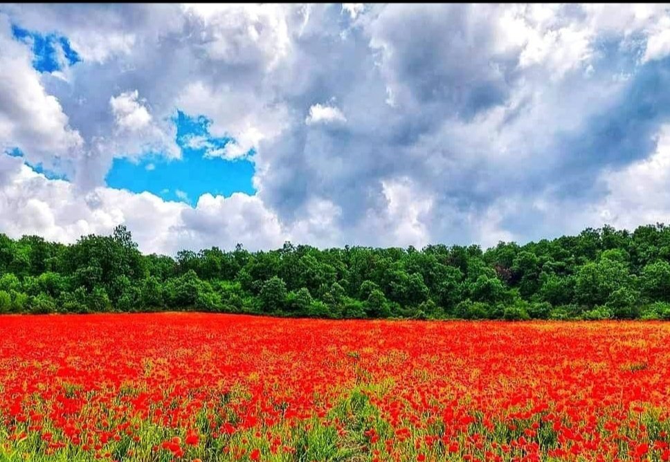 Vincent van Gogh'un 'Field with Poppies' tablosu değil, Yukarı Trakya Ovasındaki Dobrich / Добрич Köyü yakınlarında 'Gelincik Tarlası' 📍Dobrich, Haskovo, Bulgaristan