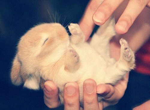 RabbitEveryHour's tweet image. 