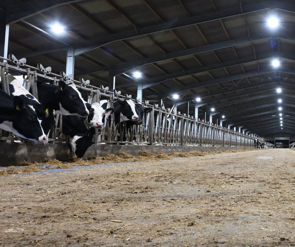 vivacampaigns's tweet photo. This is an Arla farm (owners of Cravendale and LactoFree)👇

It's an intensive, zero grazing factory farm - one of the largest in the country.

They don’t allow cows to graze on grass or even go outside, instead keeping them locked indoors all year round👉 https://t.co/zPSbHxblmg https://t.co/pT6j8Inur7