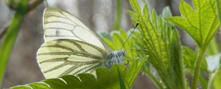 Waar blijven de witjes? dlvr.it/SnLhg5