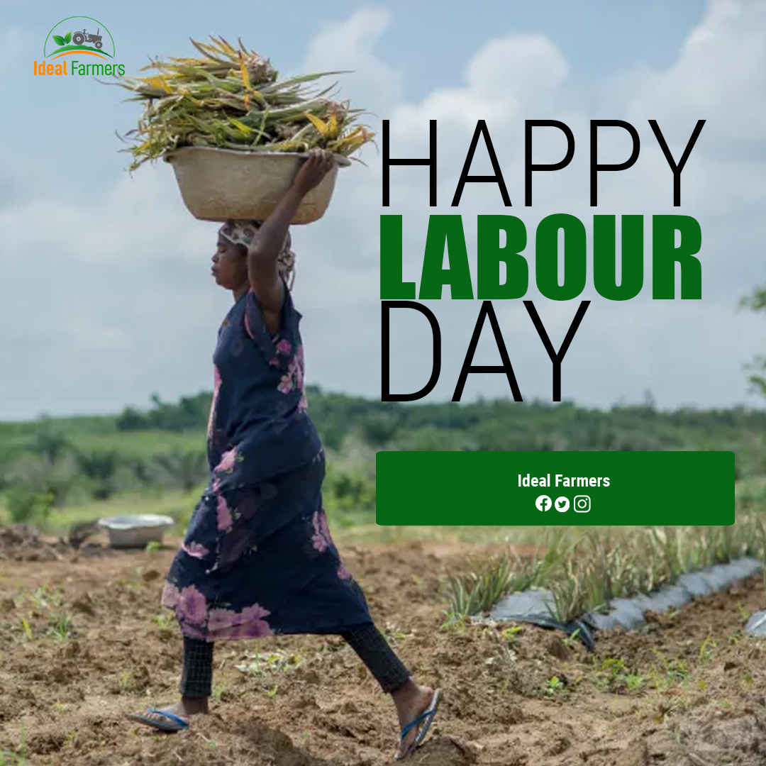 Happy Labor Day to all the diligent farmers out there! We really appreciate your devotion and commitment to providing for the needs of our communities. Keep up your excellent work.  🌾🚜🌱 #LabourDay #FarmersRock #FeedingTheWorld