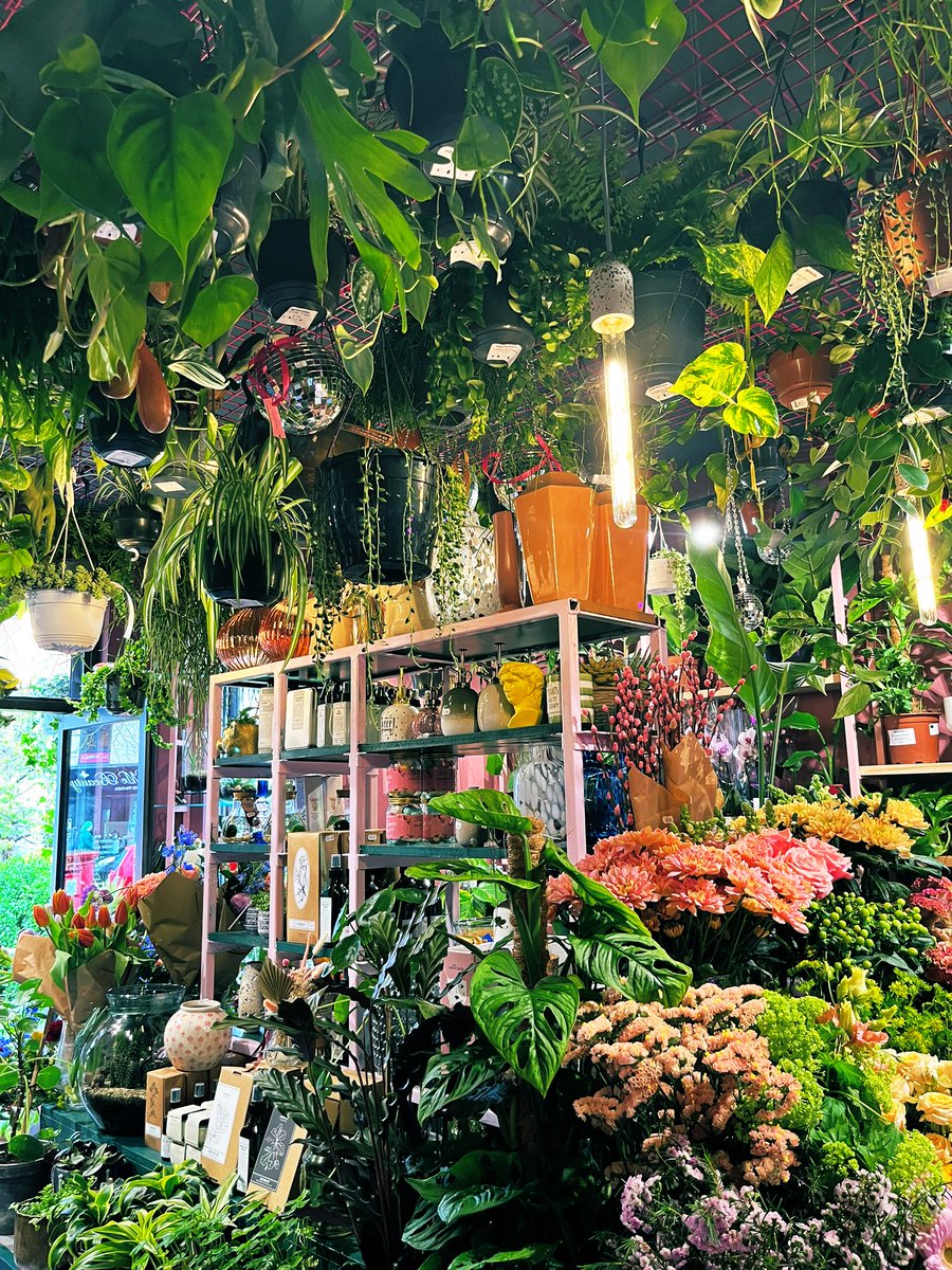 Currently in houseplant heaven 😍 <a href="/MementoBelfast/">Memento</a>