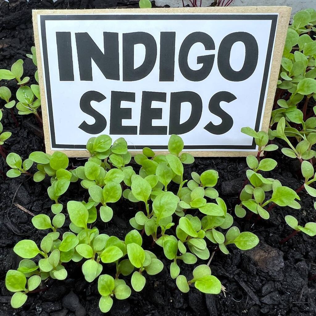 flatlandalpacas's tweet photo. We have a few packs of seeds and some indigo plants left for those who want to give indigo growing and dyeing a try! They are easy to grow, like heat and humidity and are prolific growers… @stoningtonfarmersmarket @the_velvetmill 
.
#indigrow #growbl… https://t.co/Wtfuc8Hovp https://t.co/FmF9WSL8pd