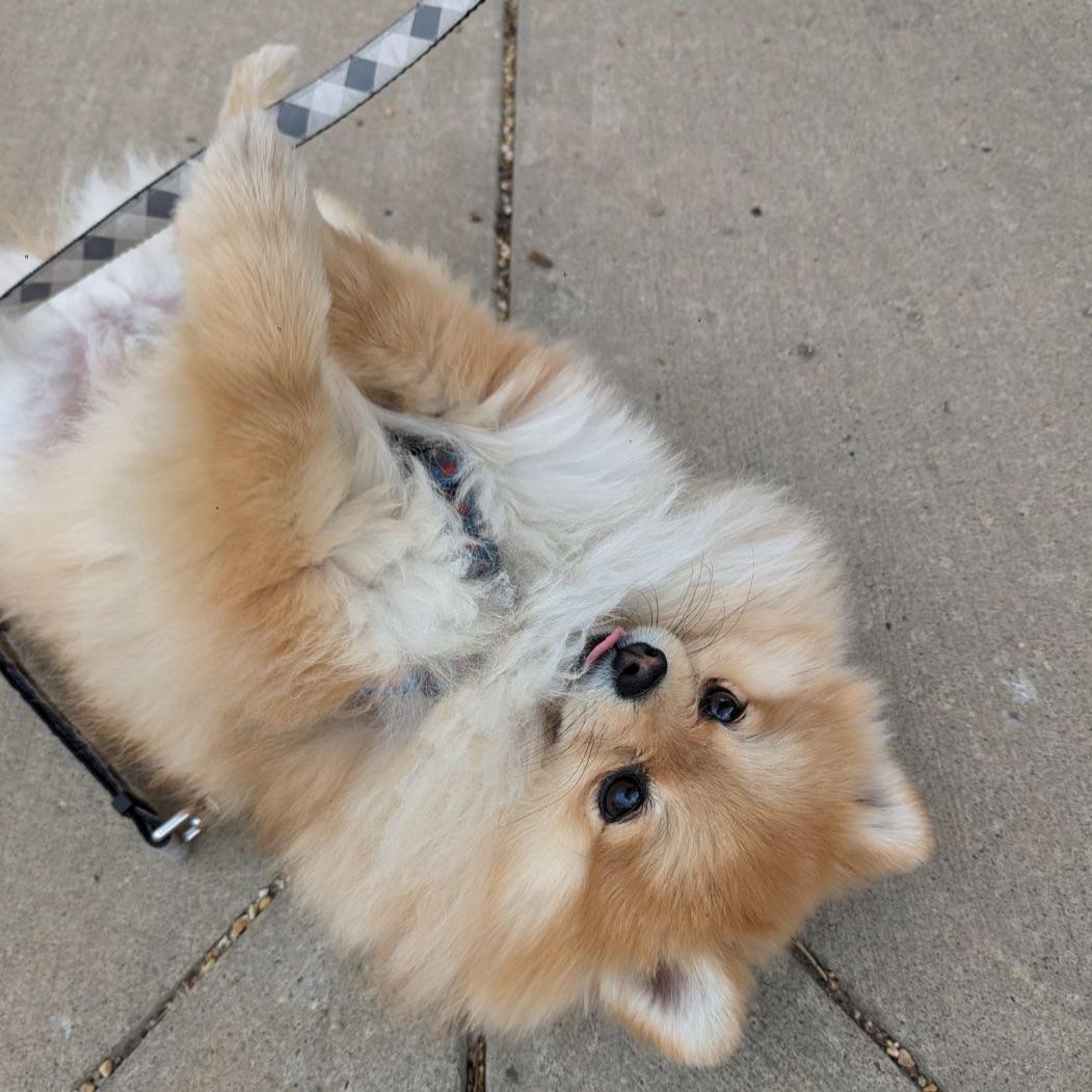 That’s it, that’s the post. #dogsoftwitter #Pomeranian UKDogOwner.co.uk/dog-breeds/Pom…