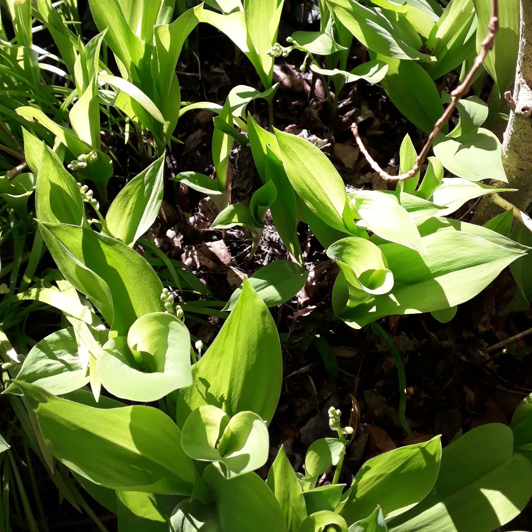 Quelques brins de muguet et une tite coccinelle pour vous souhaiter un joyeux premier mai. Et comme il fait doux et le soleil est au rendez-vous ce soir on aura peut-être une clochette ou deux.