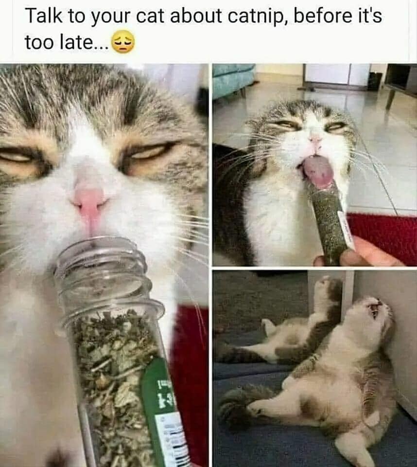 WholesomeMeme's tweet photo. https://t.co/eZs4f5r6CN