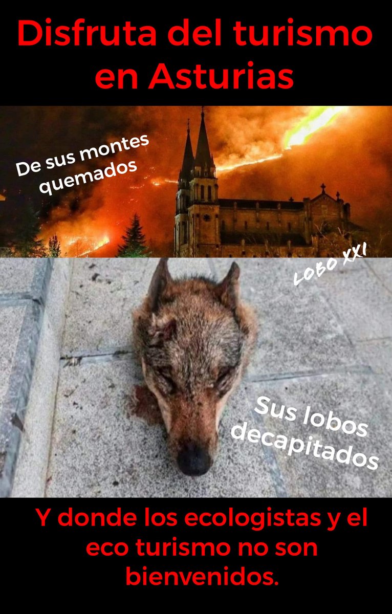 DISFRUTA DEL TURISMO EN ASTURIAS. Del terrorismo rural consentido. Gracias a <a href="/AdrianBarbon/">🌹 Adrián Barbón 💙💛</a> y <a href="/AlejandroJCalvo/">Alejandro Calvo</a> podrás contemplar nuestro paisaje calcinado y nuestra fauna salvaje decapitada. Un lugar ideal para disfrutar entre ganado. #AsturiasParaisoInfernal