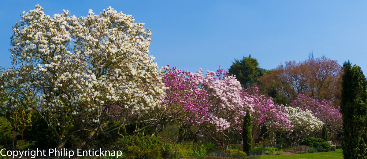 HAPPY MAY DAY 
Sir Harold Hillier Gardens.Magnolia Avenue ( Spring 2015) Romsey, Hampshire, England.
@HillierGardens @ourhampshire @VisitHampshire @HampshireLife #hampshire #gardens