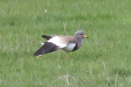 jamiesample99's tweet image. Grey-Headed Lapwing still showing well this morning at Newton Scrapes @NTBirdClub @BirdGuides @RareBirdAlertUK