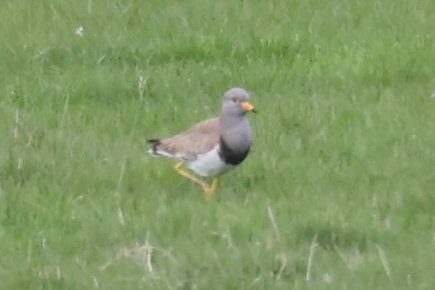 Jamie Sample (@jamiesample99) on Twitter photo Grey-Headed Lapwing still showing well this morning at Newton Scrapes <a href="/NTBirdClub/">Northumberland & Tyneside Bird Club</a> <a href="/BirdGuides/">BirdGuides</a> <a href="/RareBirdAlertUK/">RareBirdAlertUK</a> Grey-Headed Lapwing still showing well this morning at Newton Scrapes <a href="/NTBirdClub/">Northumberland & Tyneside Bird Club</a> <a href="/BirdGuides/">BirdGuides</a> <a href="/RareBirdAlertUK/">RareBirdAlertUK</a>