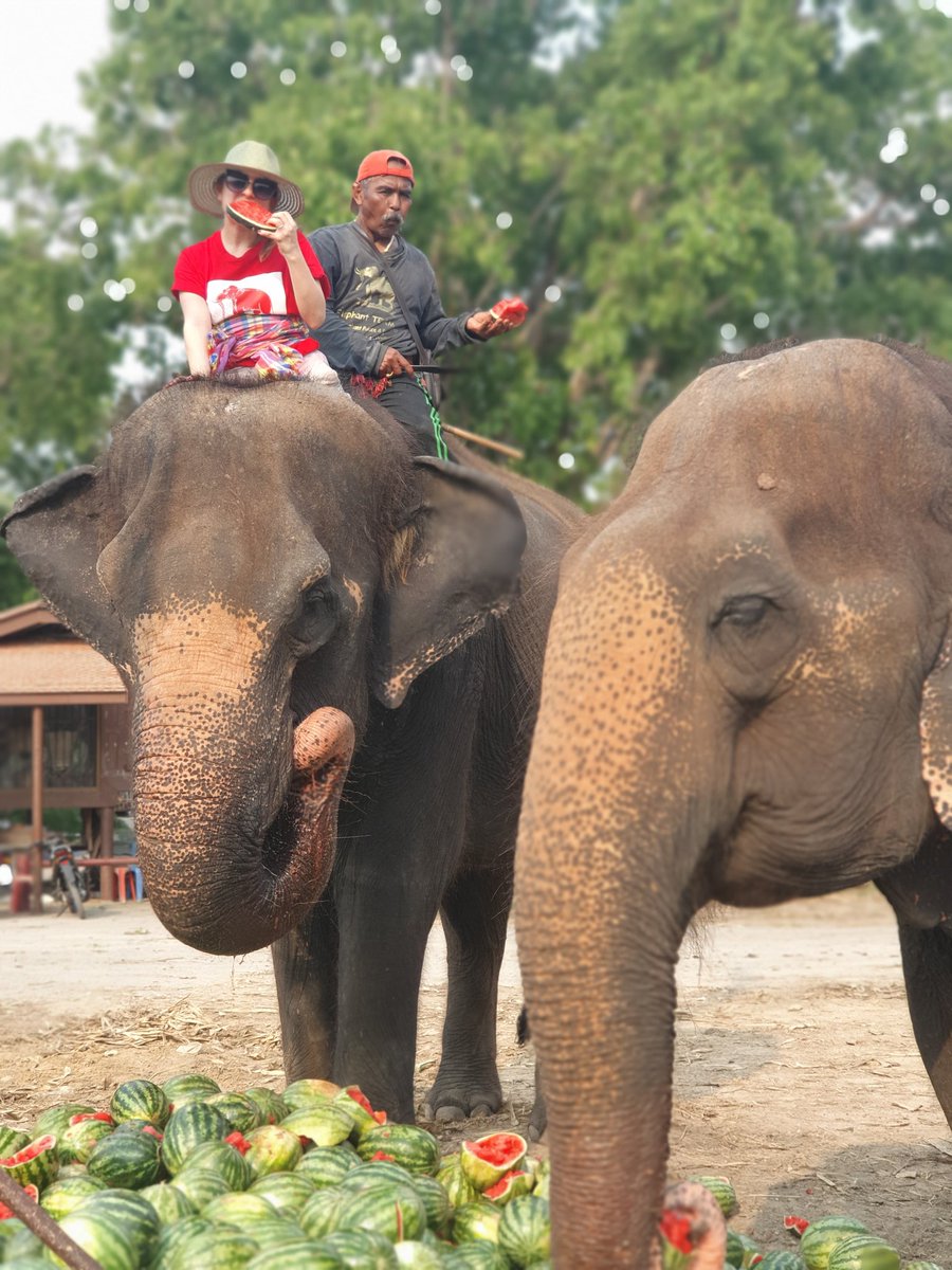 Elephantstay's tweet photo. Watermelon for everyone! #watermelon #elephant #treat #ayutthaya #Thailand https://t.co/DtRP52TcQE