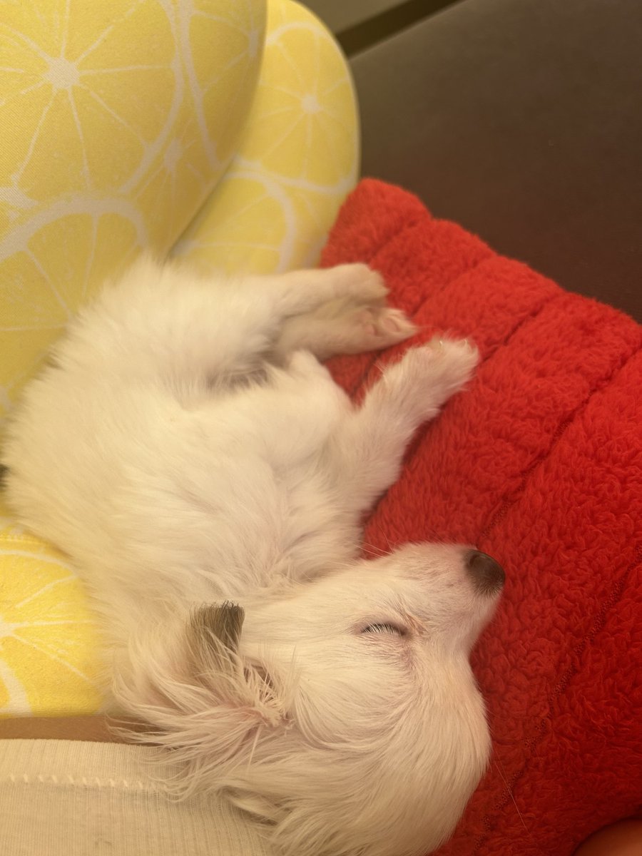 💋 EgyptianRoyalT💋 tweet media