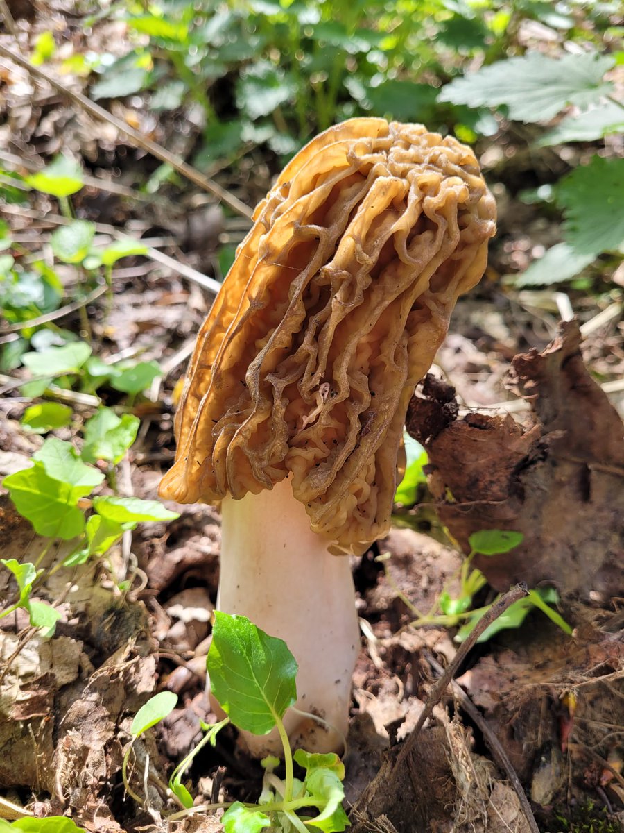 pillemeni's tweet photo. Die  röm... ähh die Böhmer kommen! Die letzten böhmischen Verpeln dieses Jahr #verpel https://t.co/OzCDXZnvIn