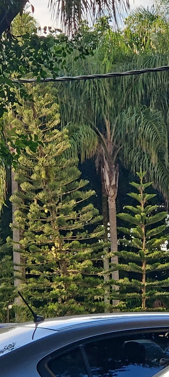 Today the weather is outstanding and behind these trees #websummitRio will kick off this afternoon!!!!