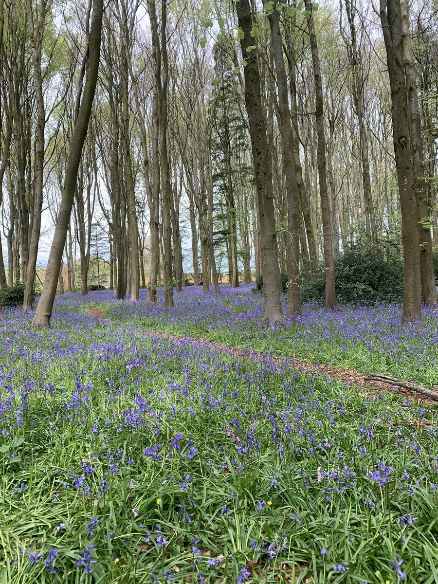 kittags's tweet photo. If you’re heading to #erlestoke to see the bluebells there’s delicious cake and refreshments in the church! https://t.co/53bfD4E5u7