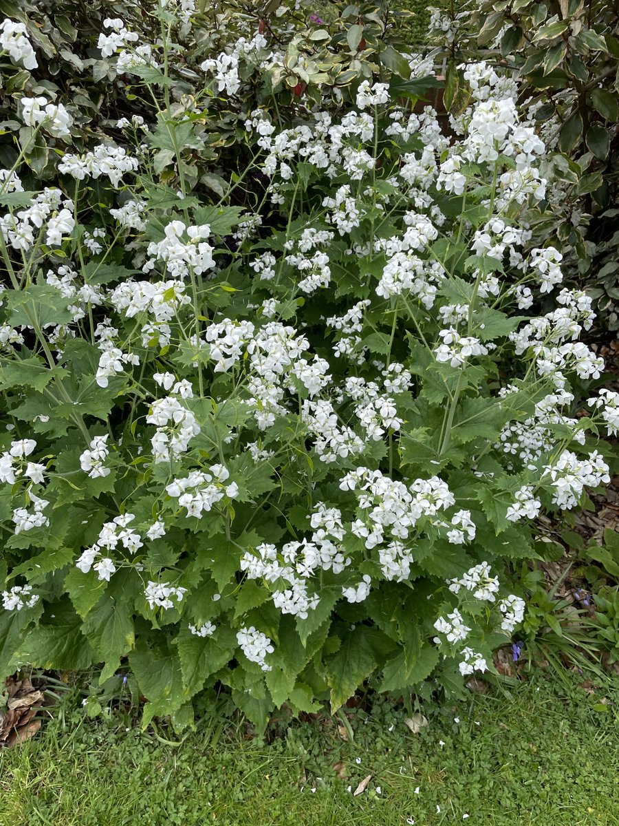 lensabout's tweet photo. Addicted to #biennials The power of an @higgledygarden seed. #gardens #bankholidaymonday #honesty #flowerpower #happiness https://t.co/QB4CuBWKcp