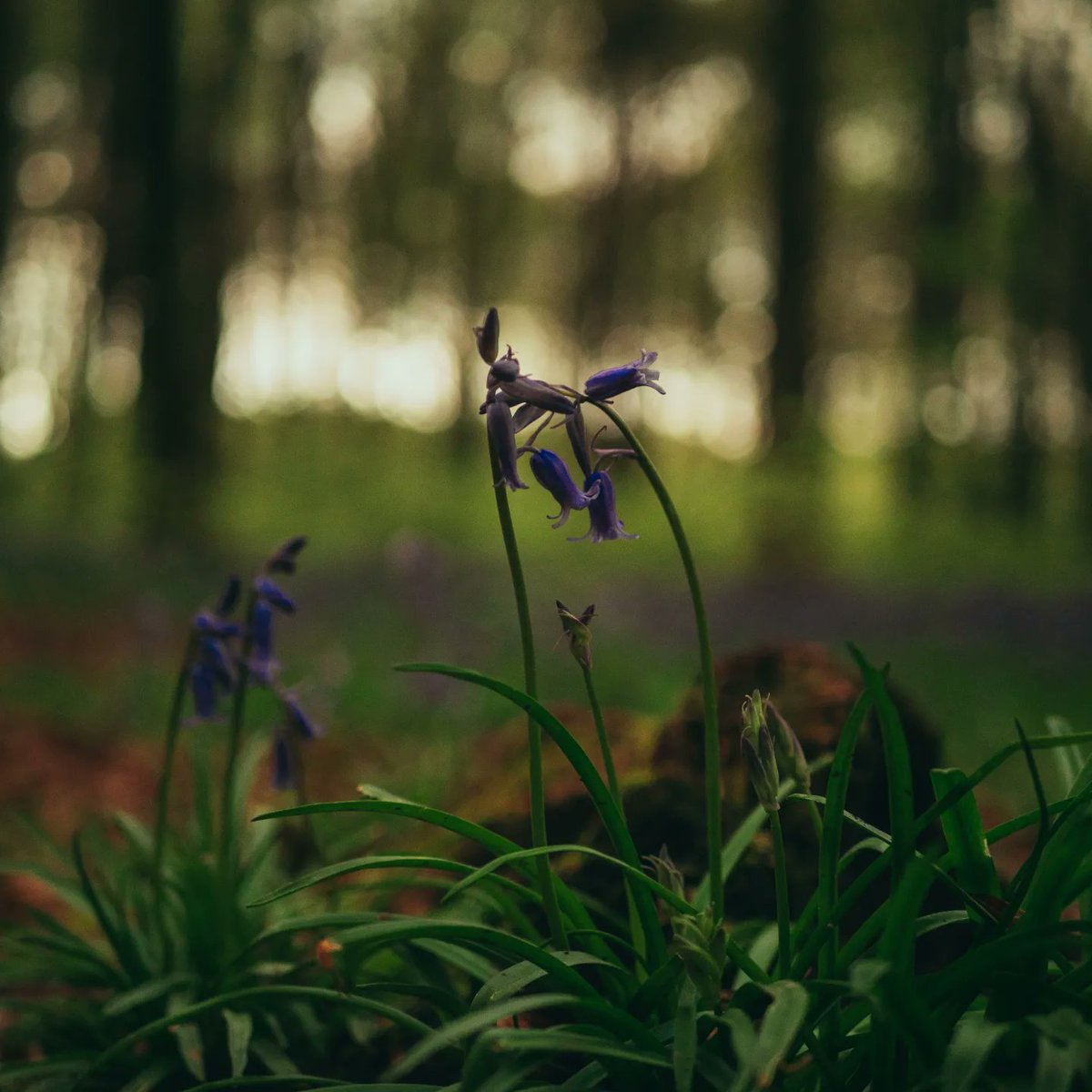 pixel8_visuals's tweet photo. https://t.co/uOOXUNyQeS

New video uploaded yesterday in search of a magical bluebell forest.

#Bluebells #Filmmaking #YouTube #lumix https://t.co/Fwyx0mqxLl