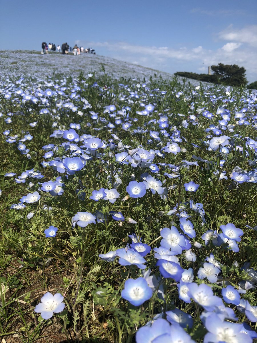 at_kid's tweet photo. 見頃過ぎって案内だったけど、何とか。 https://t.co/75kJREC9B4