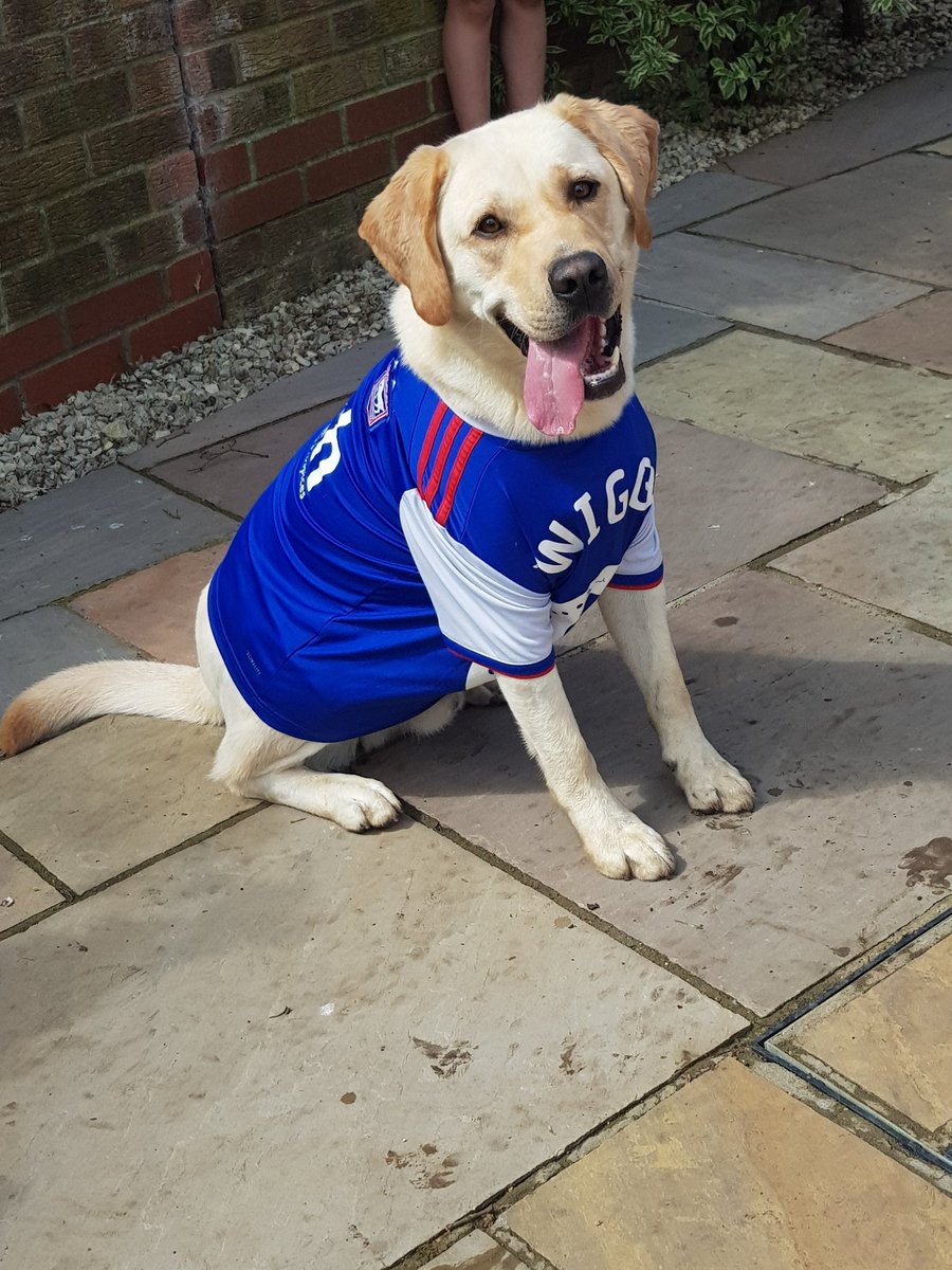 Wigglet10's tweet photo. Milo is happy with the ipswich town promotion @IpswichTown https://t.co/2OgwQFNwbw