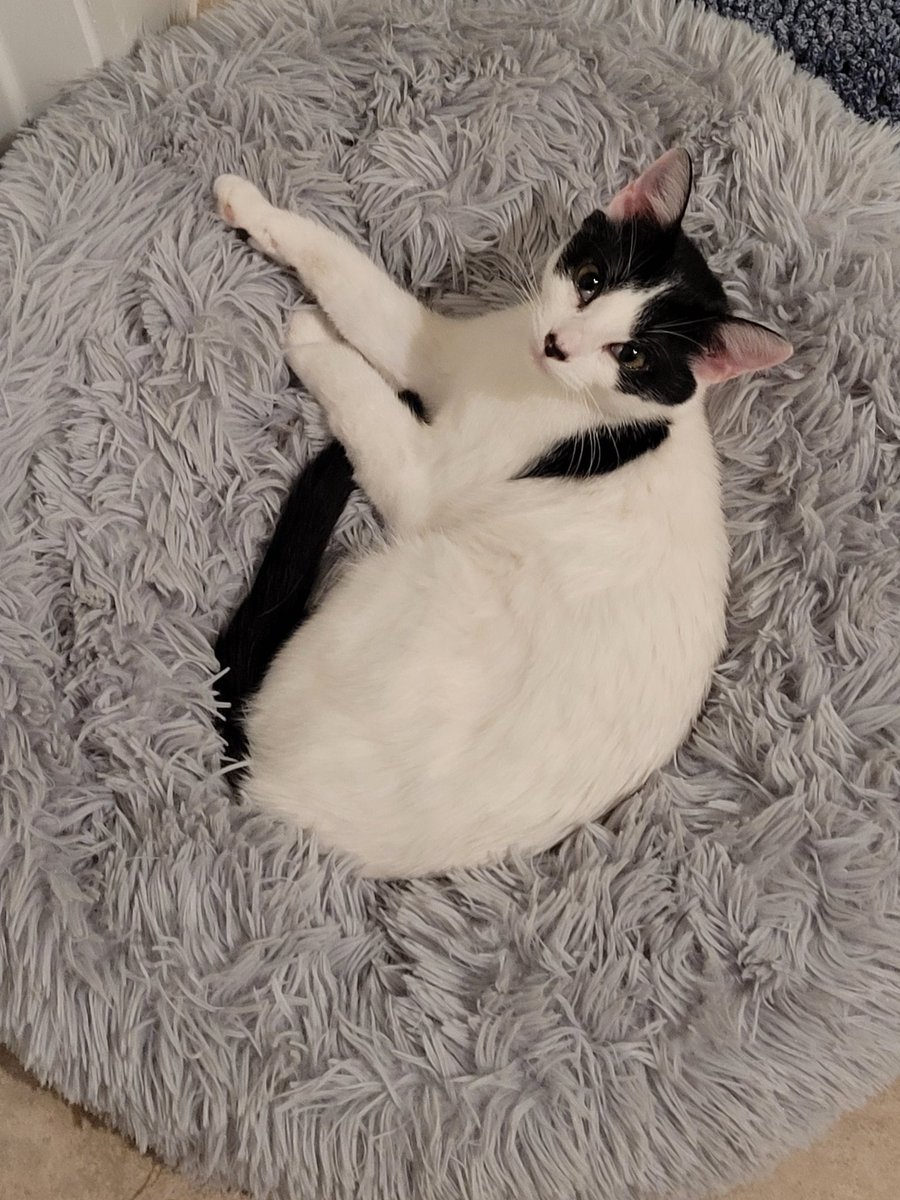 ThePlushParlor's tweet photo. @Lightning_Bliss Ironically, I also adopted a new kitty this weekend. Though I was waiting to announce her when she is fully accepted in the house, aka March and Vodka are cool with her. https://t.co/YlGx6bWCqx