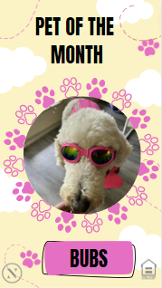 AshlarFl's tweet photo. Say hello to The Ashlar May Pet of the Month, Bubs! If you would like your Furry Friend to be featured as one of our Pets of the Month, please call or visit the office.   #WeLoveOurPetResidents #LoveWhereYouLive #FortMyersPets #FortMyers #FurryFriends #PetFriendly https://t.co/ThIsvpWf8L