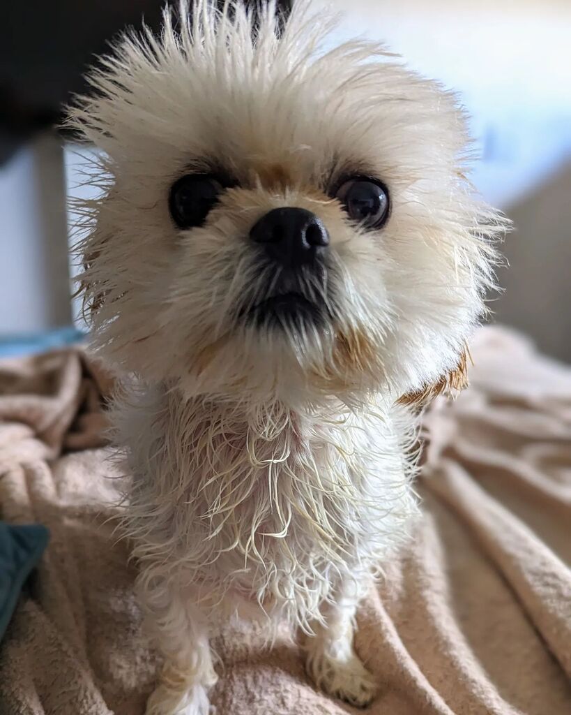 paulsimonwest's tweet photo. Here comes the muffin dog. After bath shot. https://t.co/ZsPO2Hny7G https://t.co/6uu7prChVS