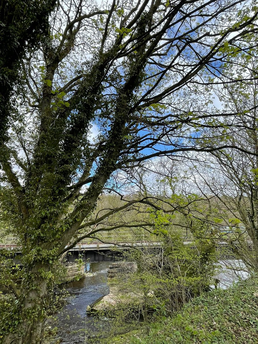 Beautiful day at Broadwood bridge and River Wear 😊🚂

#weardalerailway #bishopauckland #BankHoliday