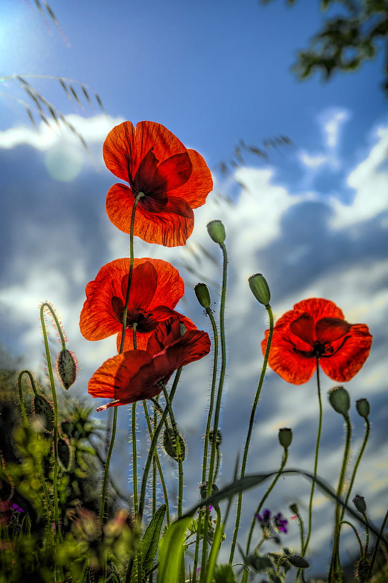 ruben_corella's tweet photo. #felizunodemayo #felizmayo #mayodeflores #mayodesmor #redmay #mayorojo #redmood #poppies #poppieslover #greatday https://t.co/aNsKIwkw6W