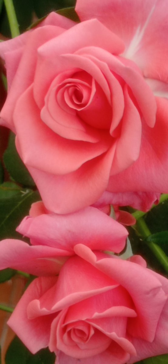 fefagarcias's tweet image. 🎶🎶🌹🌹..Rosas....