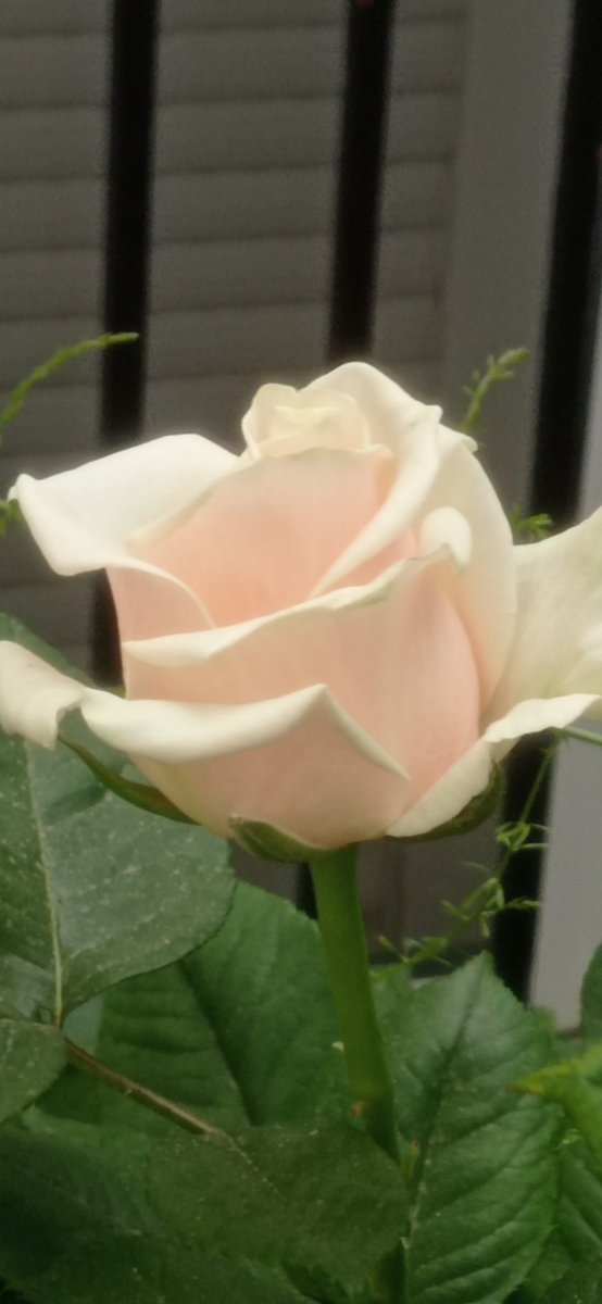 fefagarcias's tweet image. 🎶🎶🌹🌹..Rosas....