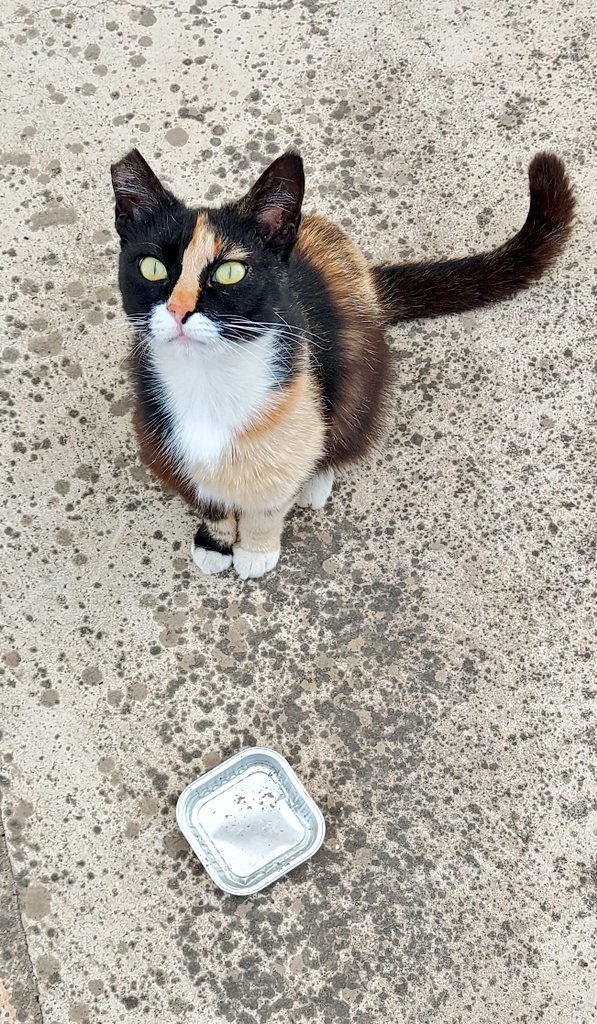 coombes_angie's tweet photo. Just been to find Ziggy 🐈 😻 who we befriended last year 😻🐾 she was very happy to see me with food & water.
Ziggy's mate turned up too!
#CatsOfCyprus #catsoftwitter https://t.co/gn3HLQ42Gi