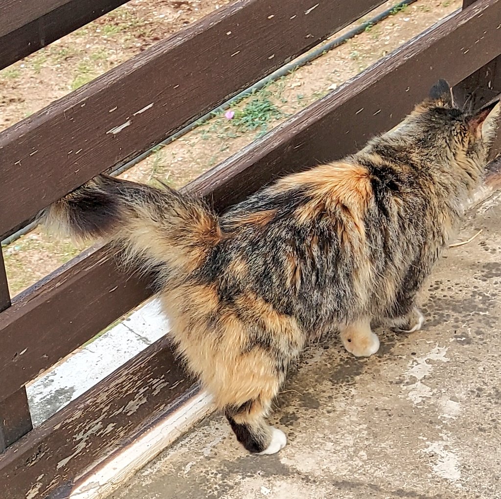 coombes_angie's tweet photo. Just been to find Ziggy 🐈 😻 who we befriended last year 😻🐾 she was very happy to see me with food & water.
Ziggy's mate turned up too!
#CatsOfCyprus #catsoftwitter https://t.co/gn3HLQ42Gi