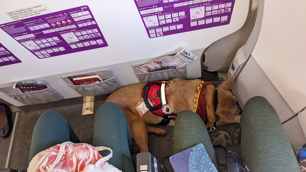 Our flight attendant says to the pilot: "Today we are flying with 63 passengers and Rudy" 

😂Everyone LOVES him!

How can you not?!