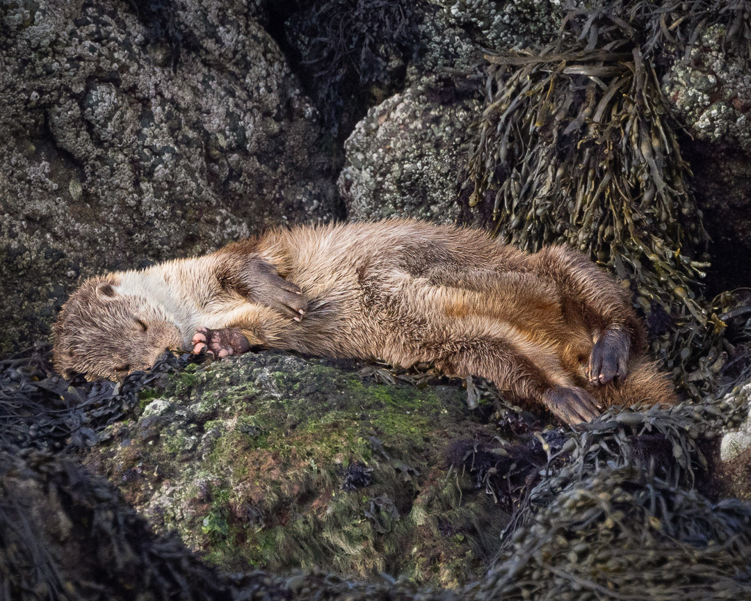 ChrisBournPhoto's tweet photo. 𝐒𝐡𝐞𝐭𝐥𝐚𝐧𝐝'𝐬 𝐎𝐭𝐭𝐞𝐫𝐬
There's nothing like a lie in on Bank holiday Monday
#ottersofshetland #ottersofinstagram #otters #scotland #wildlife #otter #naturephotography #bbcearth#bbcwildlifepotd #wildeurope #otterlovers #ottergram #fur #wetfur #instaotter #shetland https://t.co/3CjDVZ5dML