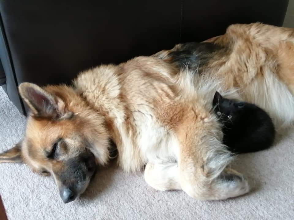 teacherofrebels's tweet photo. Routine vet visit turned into a nightmare. 
Kira was losing weight lately, so went to vet to check it out.
Sobbing now as she has spleen cancer, metastasized to other organs. Not long to live. 
You wouldn't tell as she is such a happy dog.
I am in pieces. https://t.co/rCbSfnZt9t