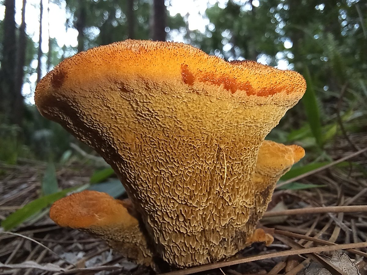 manton34's tweet photo. 🍄Mushroom Monday🍄 https://t.co/Xw7q5JRTFX