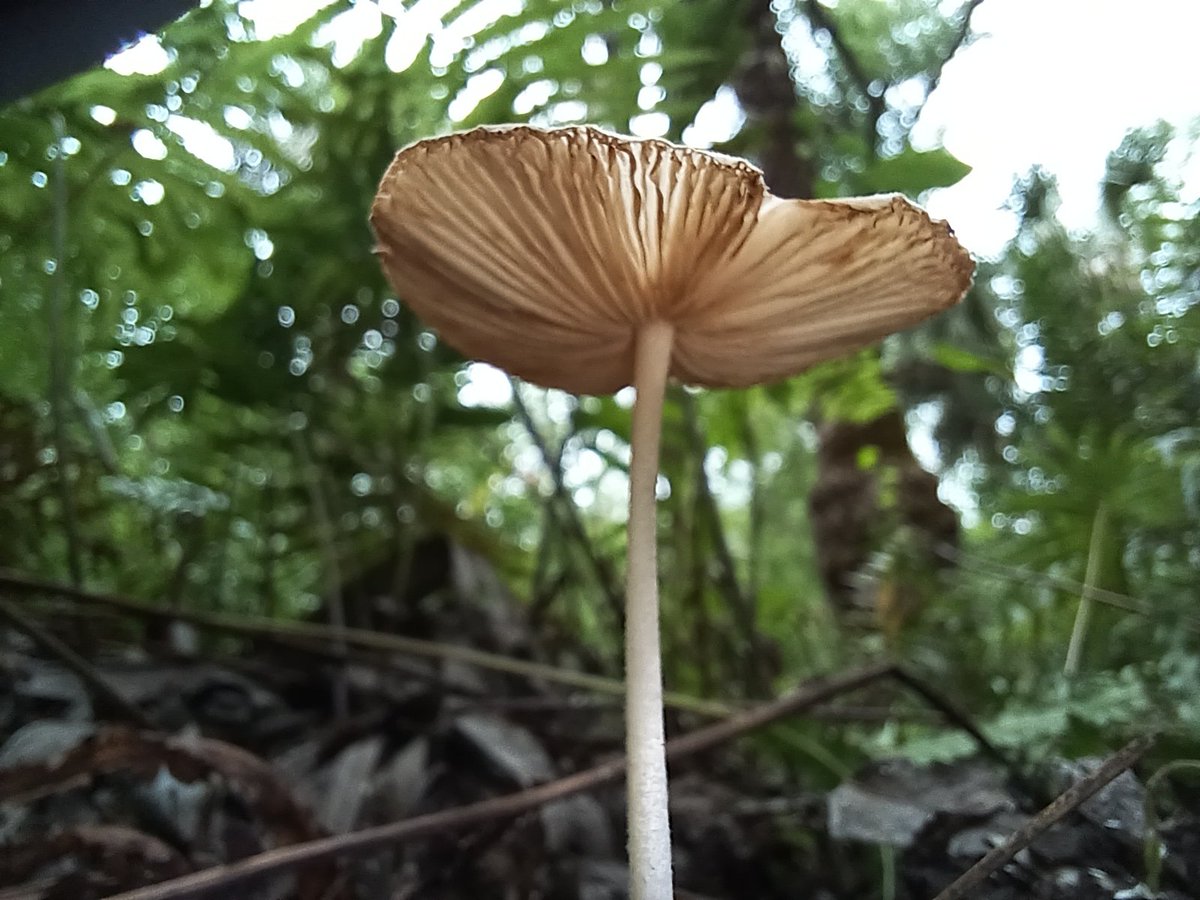 manton34's tweet photo. 🍄Mushroom Monday🍄 https://t.co/Xw7q5JRTFX