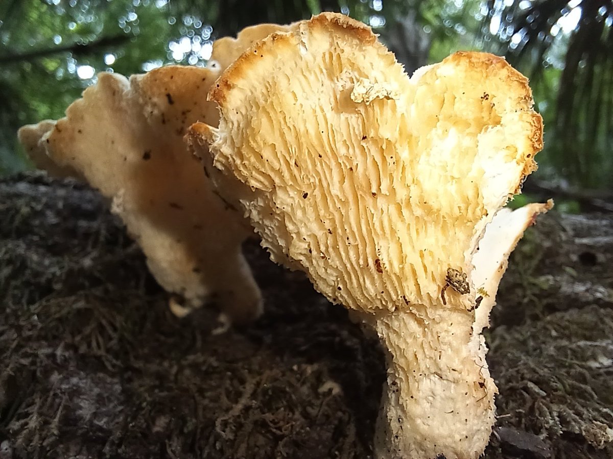 manton34's tweet photo. 🍄Mushroom Monday🍄 https://t.co/Xw7q5JRTFX