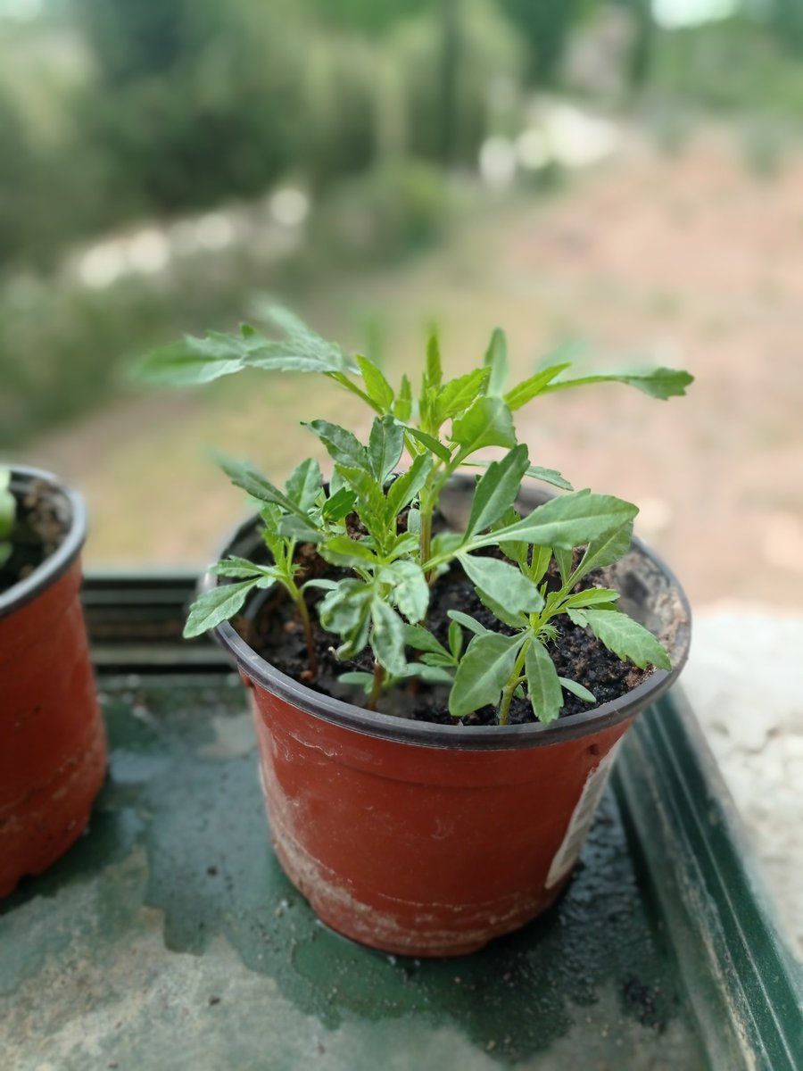 OriolBerenguer's tweet photo. 🌱At our 1st General Assembly of @cultivateEU we received a nice gift from #upfarming - one of the food sharing initiatives involved-: a seed bomb with an unknown kind of seeds inside. One month later it looks like amazing tomato plants are on the way! @espigoladors https://t.co/MhX5XDOTo7