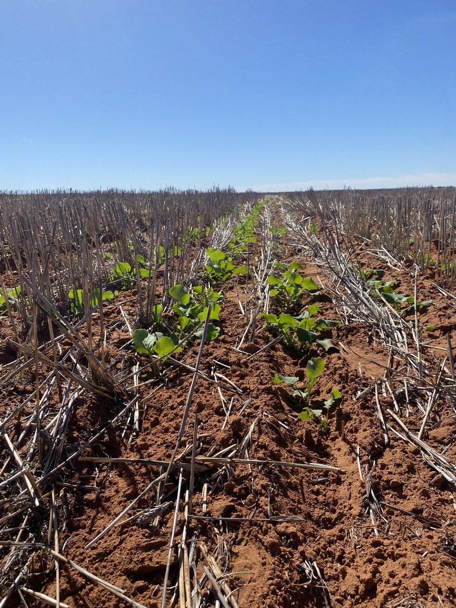 john Crean tweet media