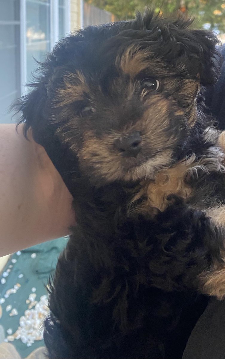 Having trouble coming up with a name for this little girl, any ideas? #dogsoftwitter #YorkshireTerrier UKDogOwner.co.uk/dog-breeds/Yor…