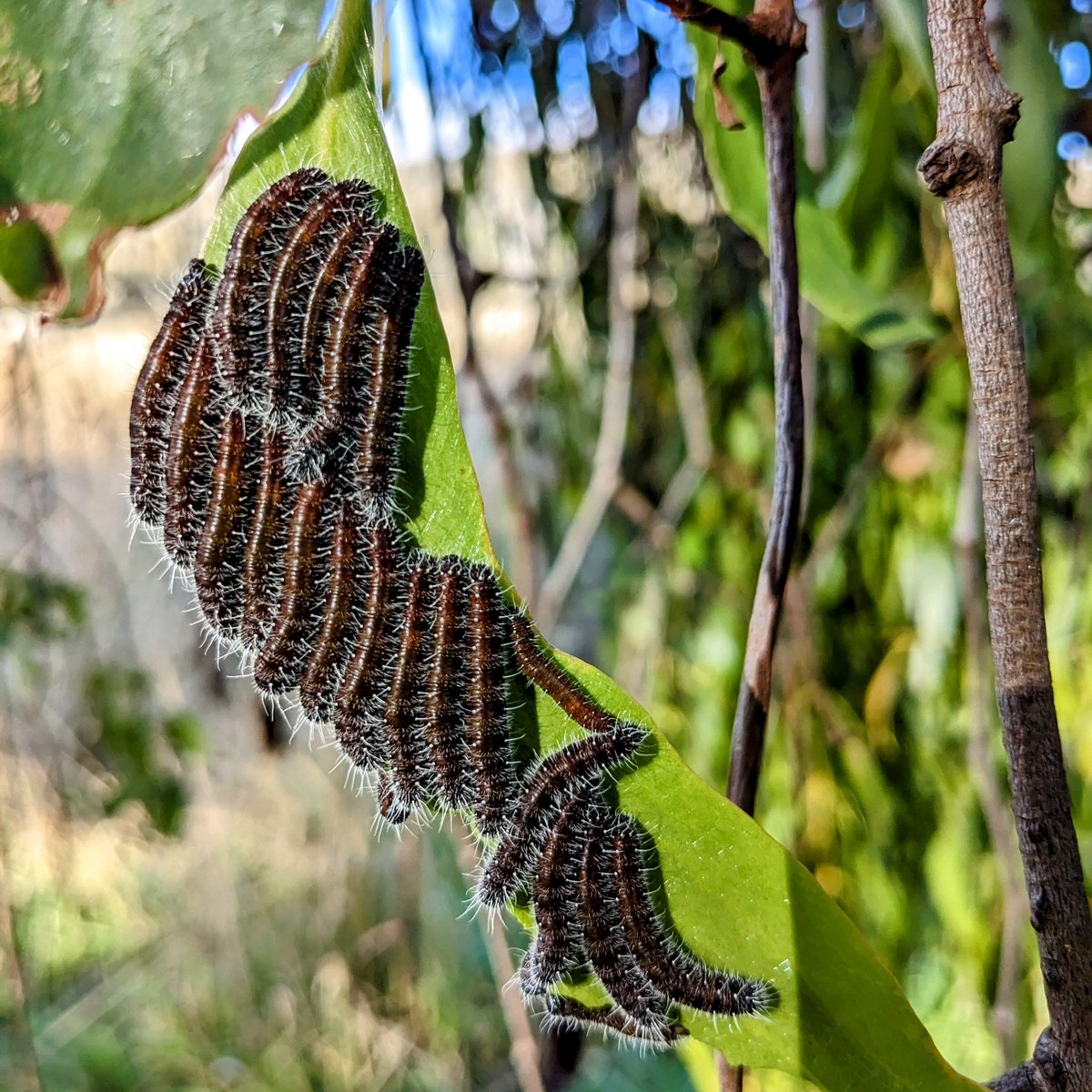 HelenWylks's tweet photo. I'm hoping it's not too late in the season for these Spotted Jezebel caterpillars. (I saw some in June last year but only 1 made to the chrysalis stage, the rest died). There must have been at least 200 on 3 different Box Mistletoe plants! #butterfly #deliasharpalyce https://t.co/u4rkAtJ6f5