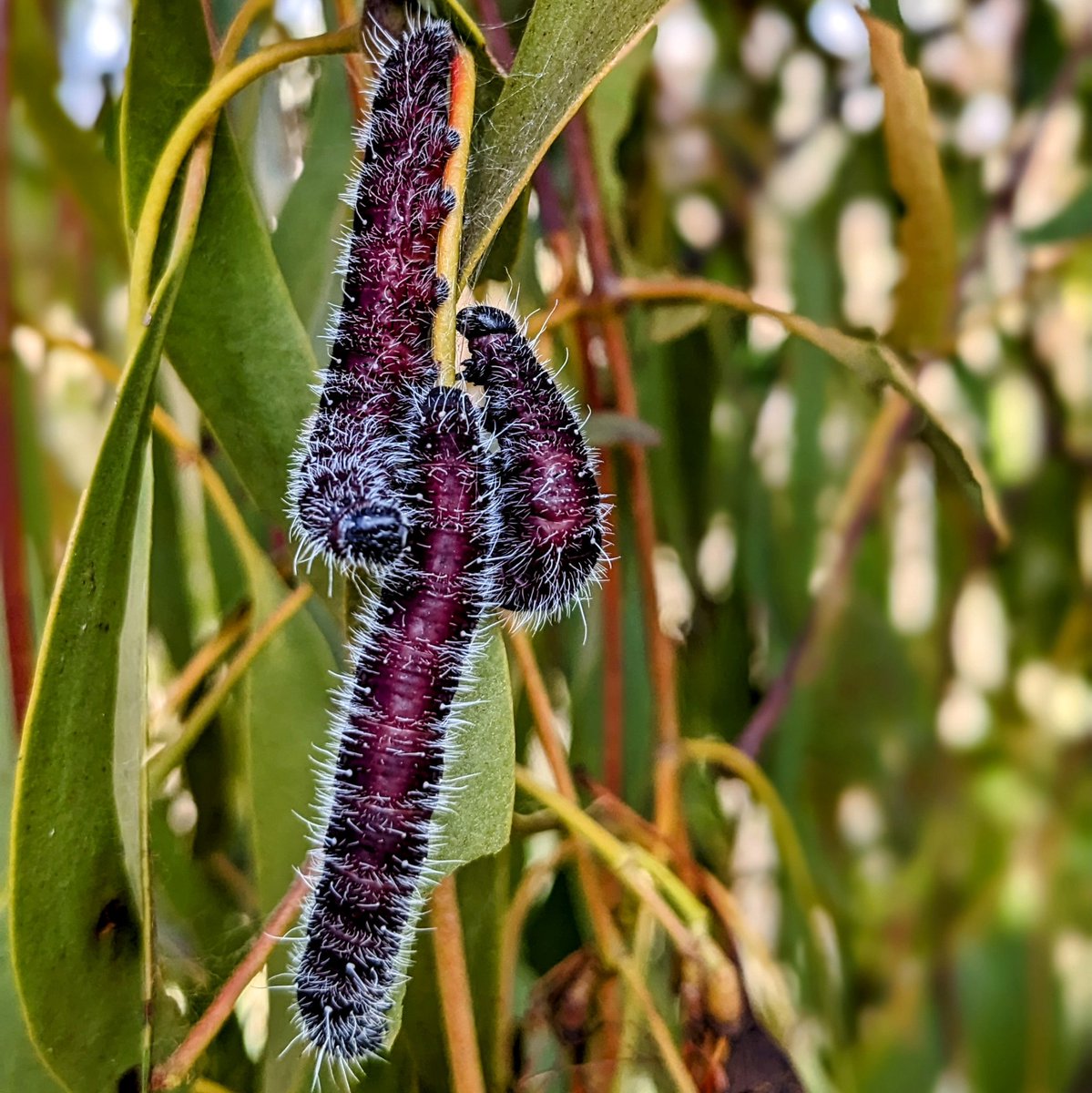 HelenWylks's tweet photo. I'm hoping it's not too late in the season for these Spotted Jezebel caterpillars. (I saw some in June last year but only 1 made to the chrysalis stage, the rest died). There must have been at least 200 on 3 different Box Mistletoe plants! #butterfly #deliasharpalyce https://t.co/u4rkAtJ6f5