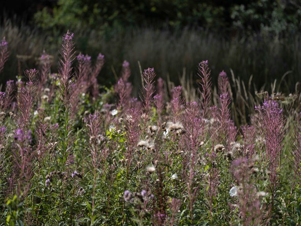 YSPsculpture's tweet photo. We're taking part in #NoMowMay as part of our ongoing commitment to reducing our carbon footprint. 

2.2 hectares of grassland has been designated as a relaxed mowing area for the month of May, saving 1/2 tonne of CO2 annually and benefiting our pollinators 🦋🌷🐝

📷 @JontyWilde https://t.co/n3L7foNw3q