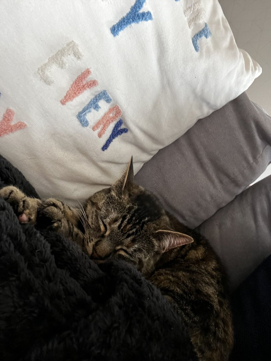 thecatmiso's tweet photo. i love this blanket 😻 https://t.co/ggodi13xw0